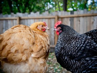 Poules (Orpington, Marans)