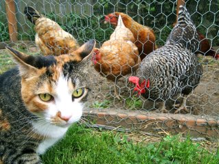 Poules à l'abri du chat dans le poulailler
