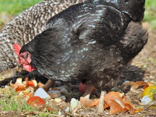 Poules : l'heure du repas