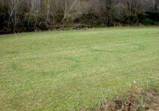 Ronds de sorcière dans un pré