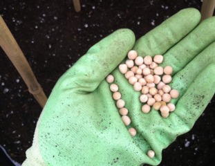 Semis de pois