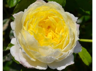 Rose Amnesty International® - Delbard