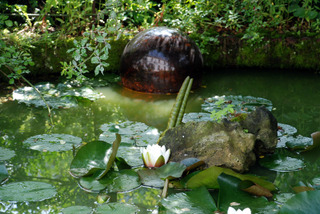 Nénuphar (Nymphea) dans un bassin