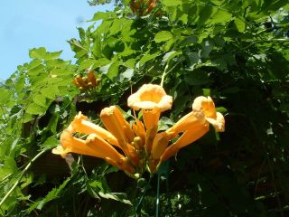 Bignone jaune (Campsis radicans 'Flava')