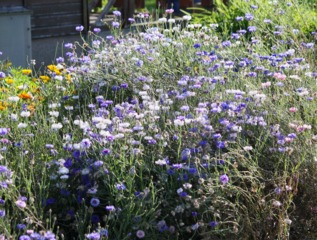 Centaurea cyanus