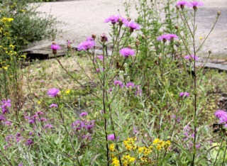 Centaurea jacea
