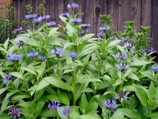 Centaurée vivace (Centaurea montana)