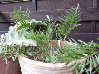 Centaurée en pot (Centaurea atropurpurea)