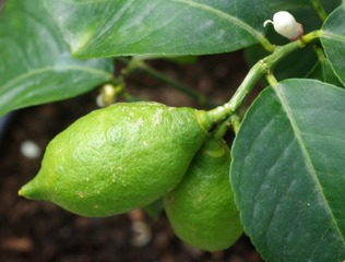 Citronnier : fleur et fruits
