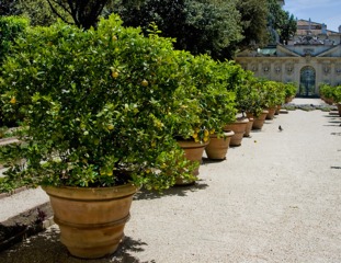 Citronniers en pots dans un jardin en Italie