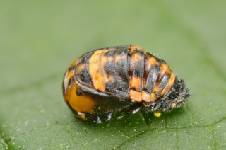 Nymphe de coccinelle