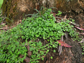 Dichondra repens au pied d'un arbre