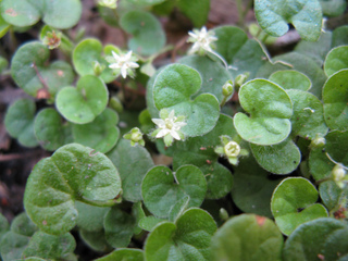 Dichondra repens : feuillage et fleurs
