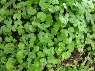 Dichondra repens