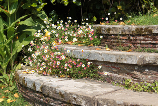 Erigeron poussant dans un escalier