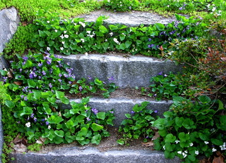 Violettes et sédums le long des contremarches