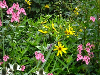 Helianthus atrorubens