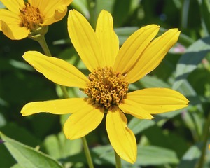 Helianthus decapetalus, soleil vivace