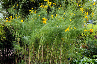 Helianthus salicifolius