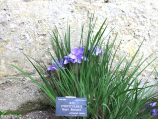 Iris unguicularis 'Mary Barnard'