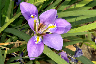 Iris unguicularis mauve