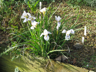 Iris unguicularis 'Peloponnese Snow'