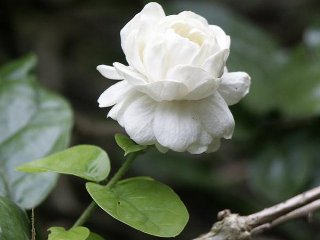 Jasminum sambac 'Grand Duc de Toscane'