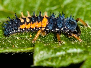 Larve de coccinelle à 7 points