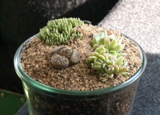 Lithops dorotheae dans une composition