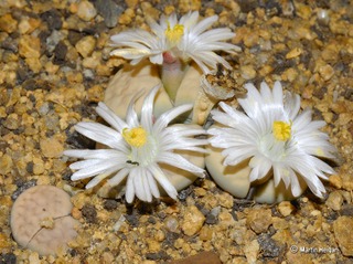 Lithops karasmontana
