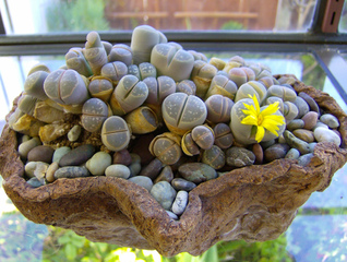 Plante caillou, Lithops