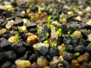 Semis de lithops