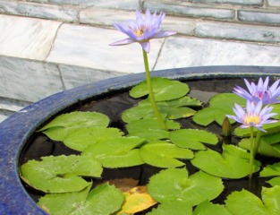 Lotus nain dans un petit bassin (Nelumbo nucifera)