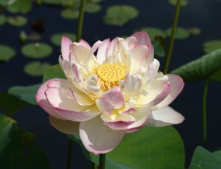 Lotus, Nelumbo nucifera 'Mrs Perry D. Slocum'