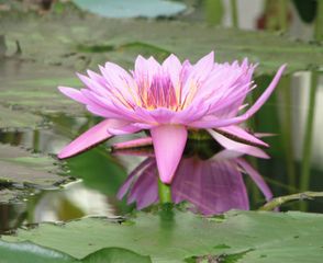 Lotus (Nelumbo nucifera)
