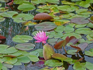Lotus sacré, Nelumbo nucifera