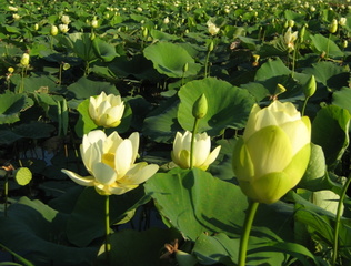 Lotus jaune, Nelumbo lutea