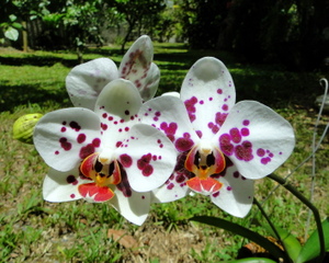 Orchidée au soleil, en extérieur