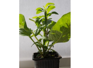 Plant de poire-melon issu de bouture