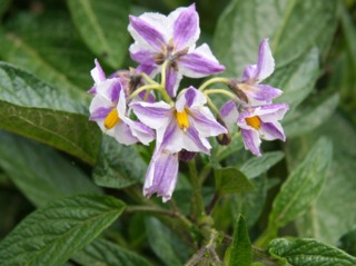 Fleurs de poire-melon