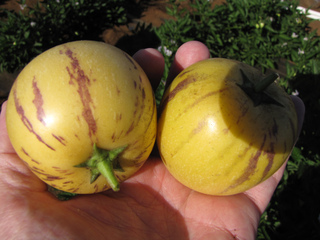 Poires-melons mûres