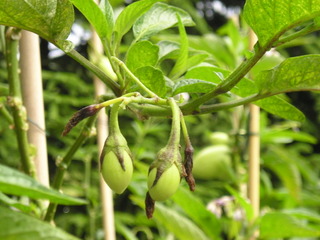 Poire-melon, Solanum muricatum
