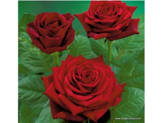 Rose Bordeaux® - Kordes