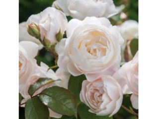 Rose 'Desdemona' - David Austin