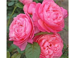 Rose Kölner Flora® - Kordes