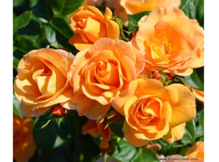 Rose Portorož® - Kordes
