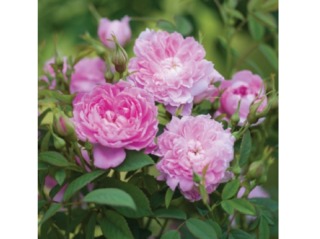 Rose 'Sir Walter Scott' - David Austin