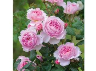 Rose 'The Ancient Mariner'- David Austin