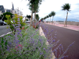 Tamaris et perovskia en bord de mer