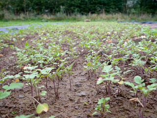 Semis de moutarde blanche au potager